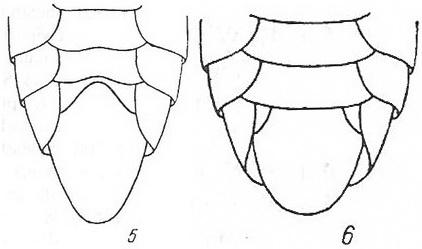 Dolerus divers